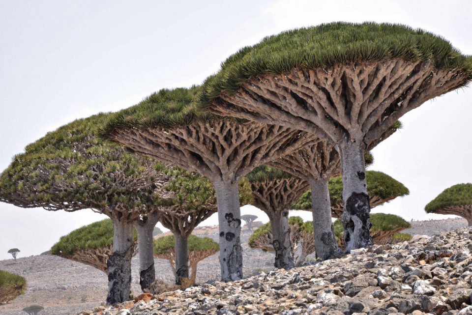 Socotra Island of Yemen | 20 seriously weird places around the world 