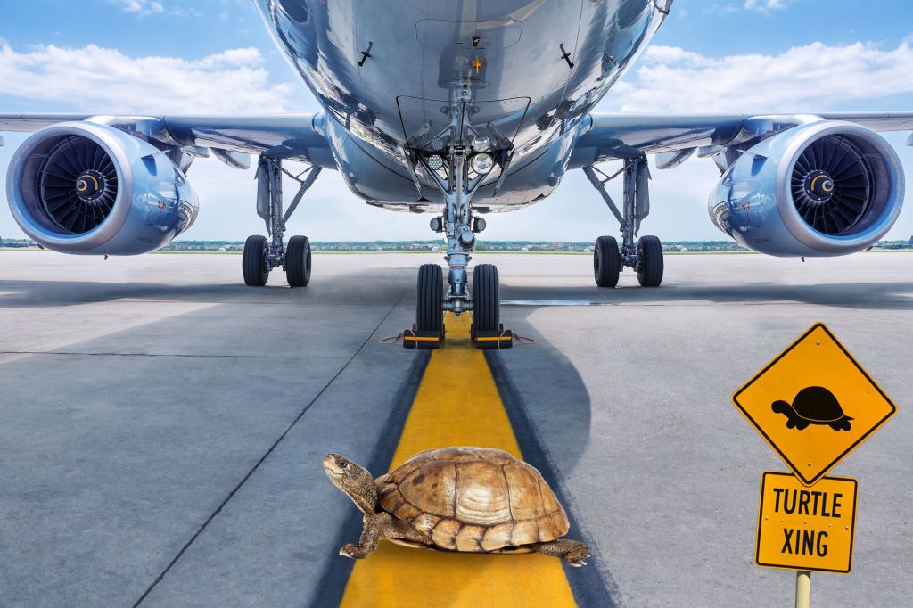 Animals stuck in weirdest places (danger)
