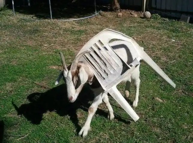 Animals stuck in chairs - Animals stuck in weird places 