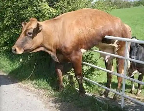 Animals stuck in Poles (weird places)