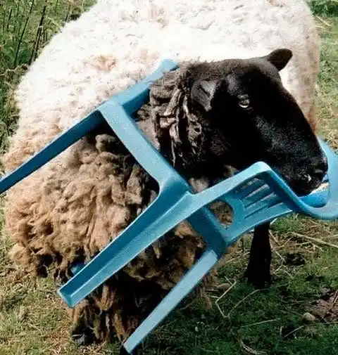 Animals stuck in chairs