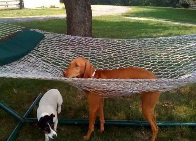 Animals stuck in chairs (weird places)