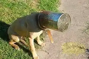 Animals stuck in containers (weird places)