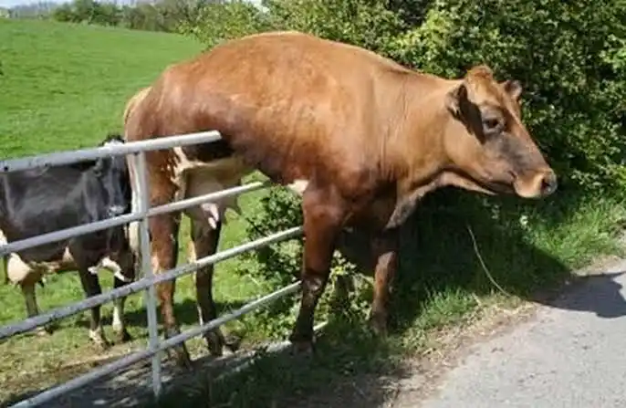 Animals stuck in Poles (weird places)