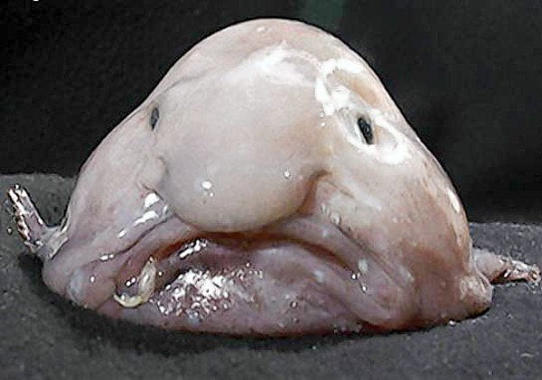 Weirdest Animals: Blobfish