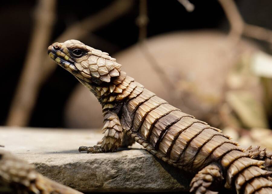 Unusual Animals: Armallido Lizard