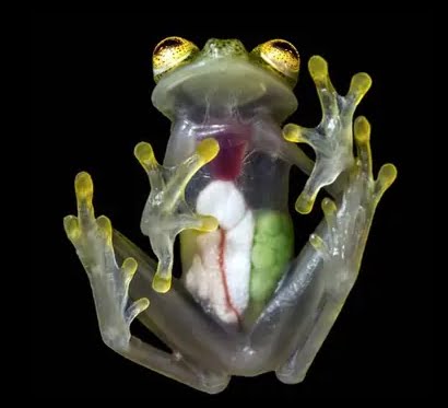 Weirdest Animals: Glass Frog