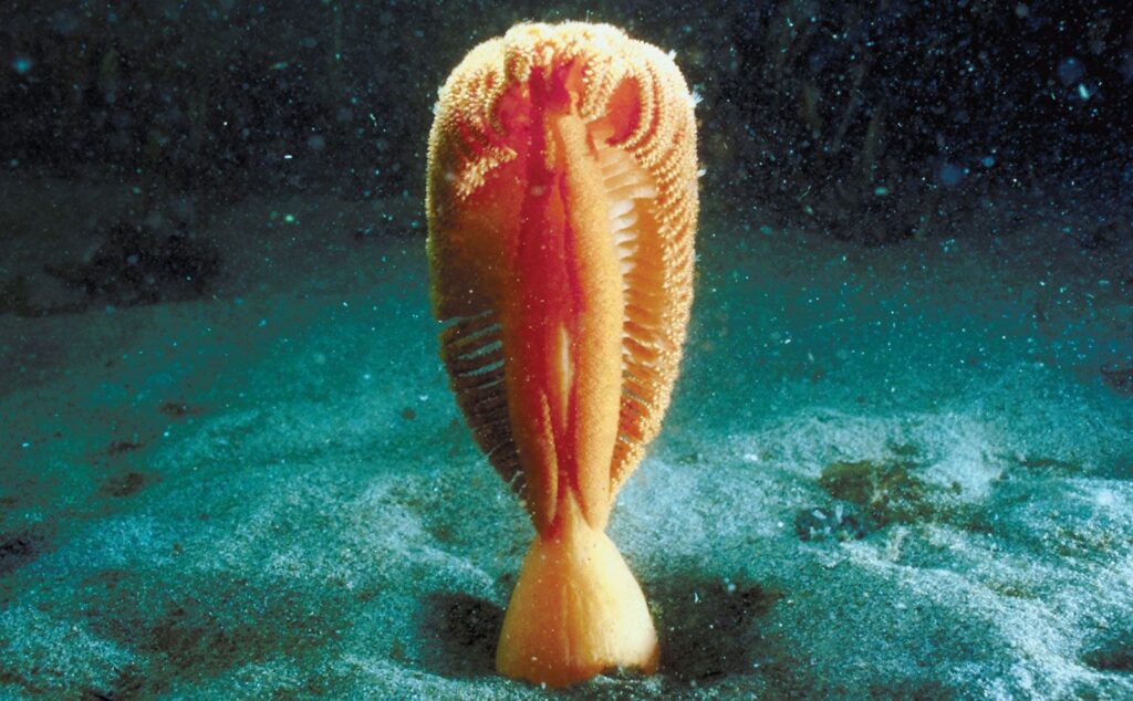 Weird Animals: Sea pen