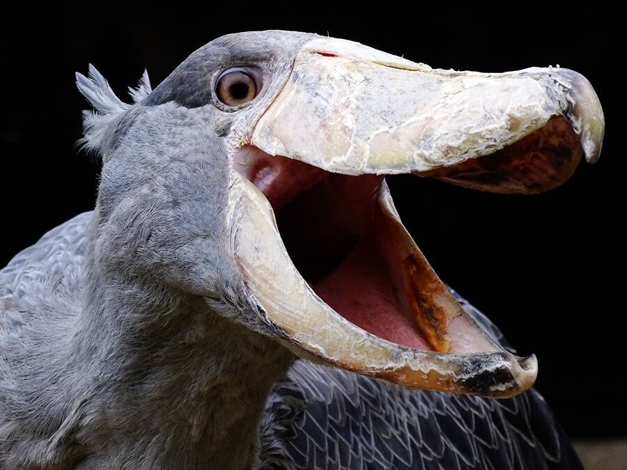 Strange Animals: Shoebill Pelican